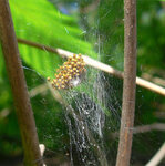 Jungspinnen-der-Gartenkreuzspinne-Araneus-diadematus.jpg
